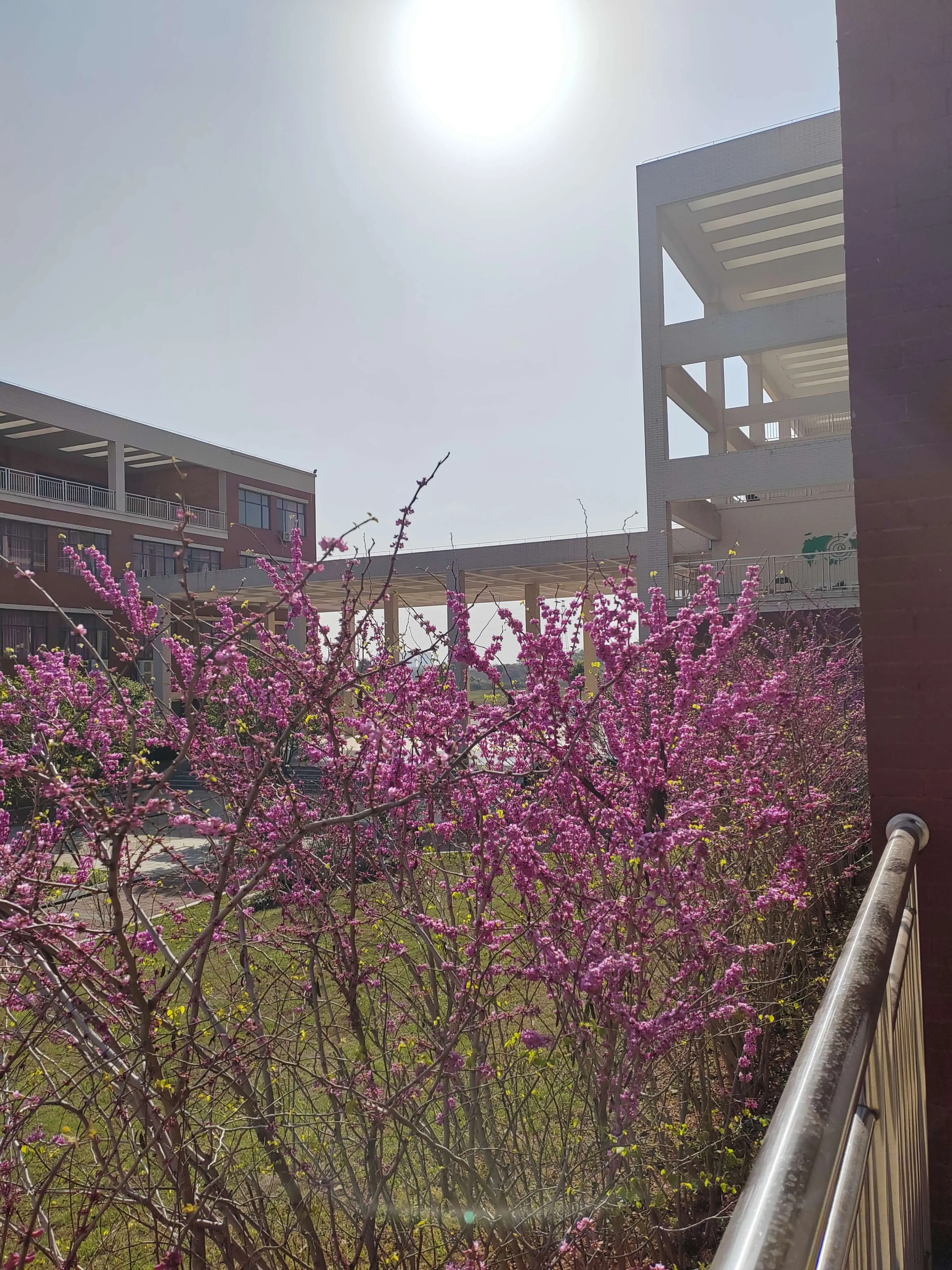 2023-3-13日新余学院数计楼。明亮阳光下,繁茂的紫色花丛占据画面主体,花朵成簇绽放。花丛后方是灰白色建筑结构,建筑有多层镂空设计,阳光透过花丛形成光影效果,传递春日生机。